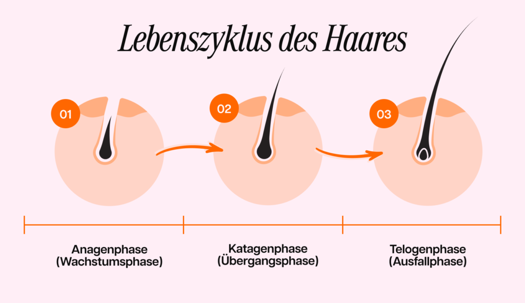 Infografik zum Lebenszyklus eines Haares